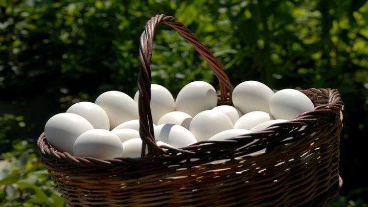 اكتشاف بيض دجاج عمره 2500 سنة