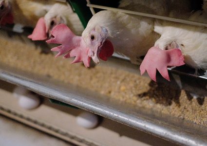 حقيقة صناعة مرقة الدجاج من الجلد والعظام...واستخدامها خطير