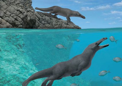 اكتشاف حوت برمائي بـ"أربعة أرجل" عاش قبل 43 مليون سنة