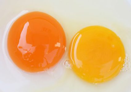 هل صفار البيض الداكن له قيمة غذائية أعلى من الفاتح؟