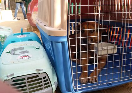 ترحيل "حيوانات برية" من غزة إلى الأردن