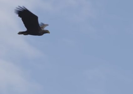 نسر يلتقط ببراعة سمكة في الهواء!