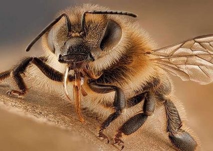 نحل يعيش في عيني شابة ويتغذى على دموعها!