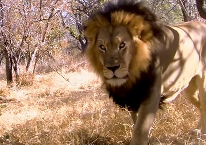 أسد ينقض بوحشية على مدربه في حلبة السيرك!