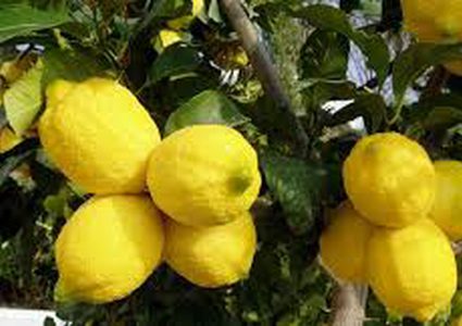 قلقيلية تصدر 255 طنا من الليمون إلى الأردن