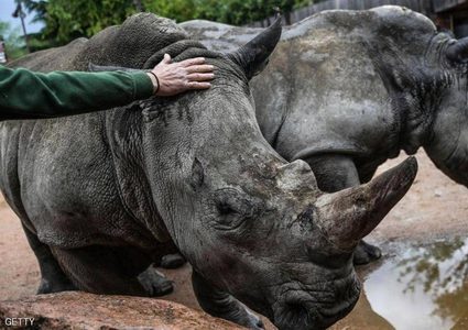 هونغ كونغ تضبط أكبر كمية مهربة من "القرون الثمينة"