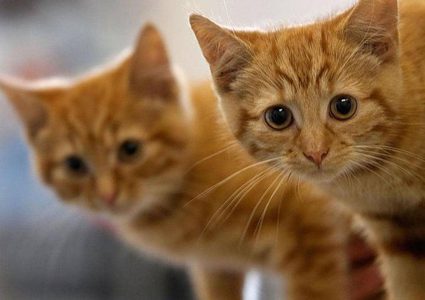 دراسة تكشف "تصرفا ماكرا" للقطط