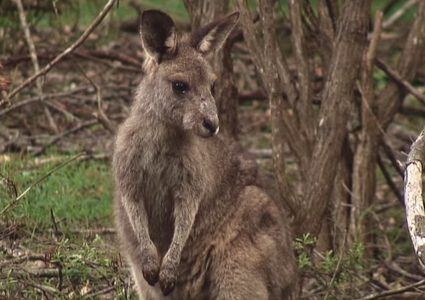صيادون أستراليون ينقذون كنغرا من الغرق