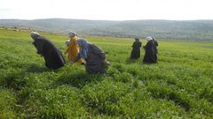 ورشة توصي بتنظيم حملة وطنية لإنهاء عمل النساء داخل المستوطنات