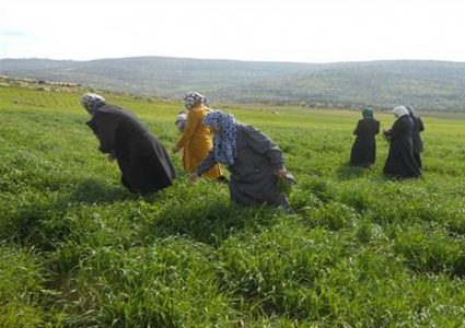 ورشة توصي بتنظيم حملة وطنية لإنهاء عمل النساء داخل المستوطنات