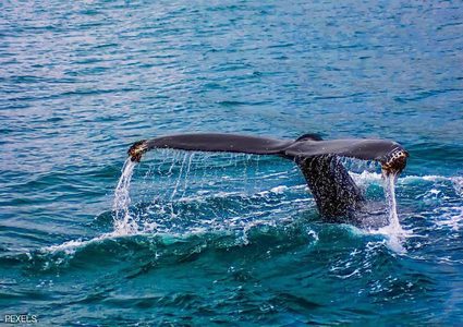 روسيا تحرر 100 حوت بعد عام في الأسر