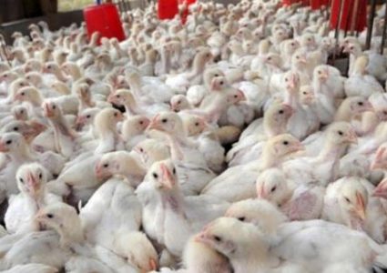 ضبط 5 آلاف صوص لاحم مهرب في جنين