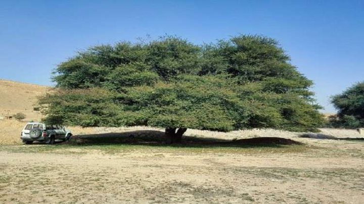 غضب سعودي بعد حرق شجرة طلح معمرة.. والسلطات تتدخل