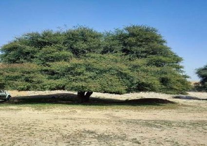 غضب سعودي بعد حرق شجرة طلح معمرة.. والسلطات تتدخل