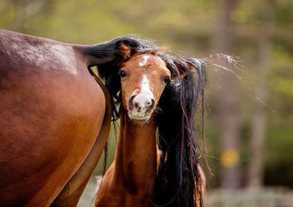 علماء "يعيدون" مهرا عمره 42 ألف عام إلى الحياة!