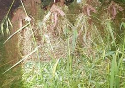 مصرع المواطن حنا رزق جراء انقلاب جرار زراعي قرب الرامة