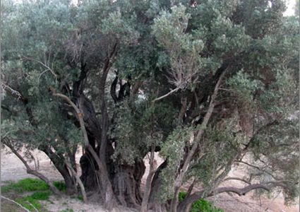 شجرة البدوي ..أقدم شجرة معمرة وباقية بجهود الفلسطينيين ورعايتهم