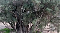 شجرة البدوي ..أقدم شجرة معمرة وباقية بجهود الفلسطينيين ورعايتهم