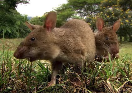 لقطات نادرة لـ "جرذ النينجا" يصد هجمات مباغتة للأفاعي