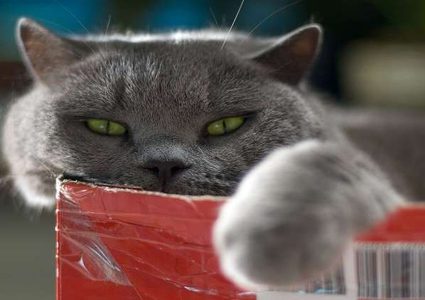 دراسة تكشف مكر القطط في التعامل مع البشر!