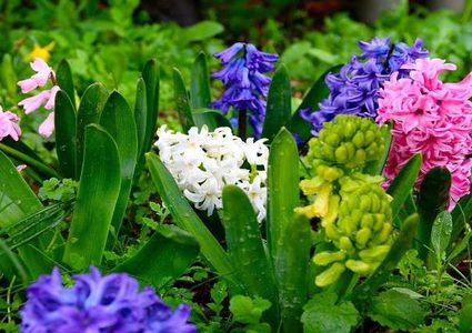 الخزامى تعالج العمى!