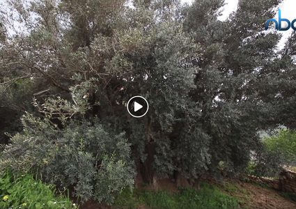 أكبر شجرة زيتون في العالم تتحدى الجدار في بيت لحم