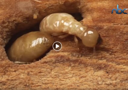 النمل الأبيض ومخاطره على حياة الانسان