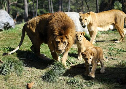 ماذا فعلت جاموسة حاصرها الأسود في الغابة والتماسيح في النهر