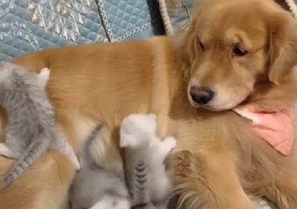 كلب يأخذ على عاتقه مهمة العناية بقطط حديثة الولادة