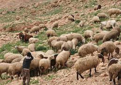 مستوطنون يسرقون رأس غنم لمواطن في الأغوار الشمالية