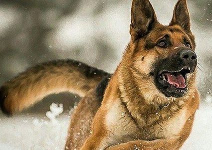 دراسة: الكلاب تمتلك القدرة على شم الأورام السرطانية بنسبة 97%