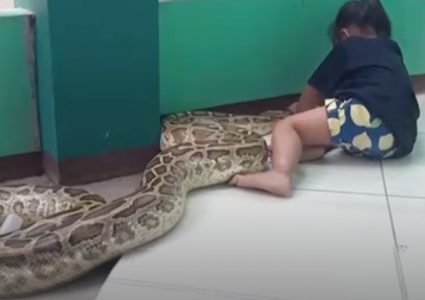 إندونيسيا..فتاة صغيرة تعالج أفعى عملاقة