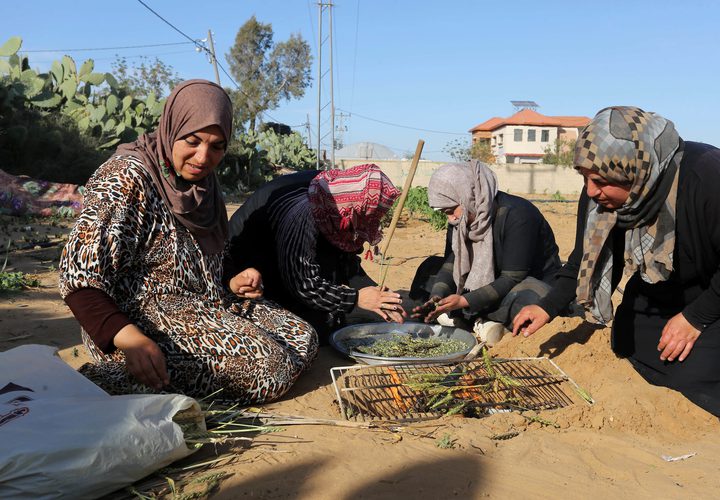 نساء فلسطينيات يحصدن القمح لتحضير الفريكة في حقل في خان يونس في جنوب قطاع غزة ، في 13 أبريل / نيسان 2019.