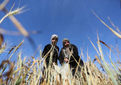نساء فلسطينيات يحصدن القمح لتحضير الفريكة في حقل في خان يونس في جنوب قطاع غزة ، في 13 أبريل / نيسان 2019.