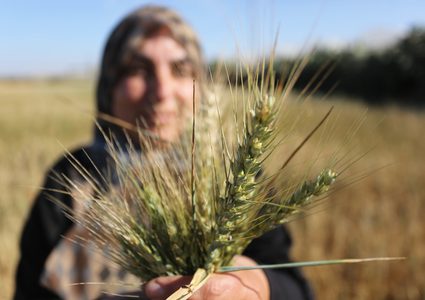 فلسطينيات يحصدن القمح جنوب قطاع غزة