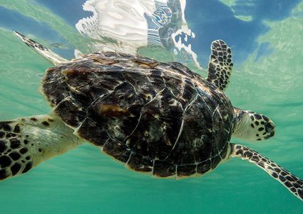 نفوق واحدة من أندر السلاحف في العالم