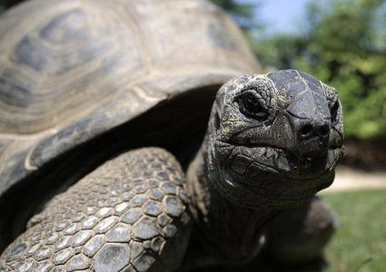 نفوق واحدة من أندر السلاحف في العالم