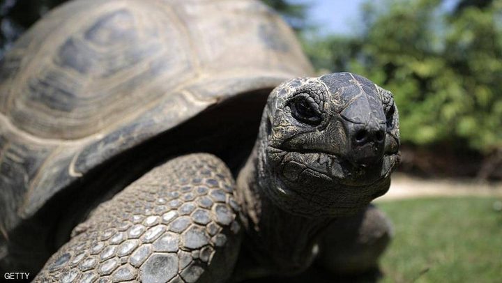 نفوق واحدة من أندر السلاحف في العالم