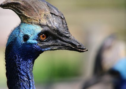 أخطر طائر في العالم يقتل رجلا