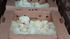 ضبط نحو (17) الف صوص لاحم مقيد قادم من "إسرائيل"