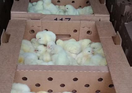 ضبط نحو (17) الف صوص لاحم مقيد قادم من "إسرائيل"