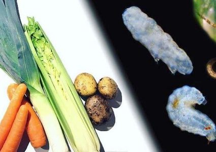 فيديو مروع يكشف ما الذي يحتويه طعامنا فعلا