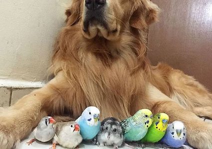 أنواع من الحيوانات الأليفة يجب أن تبعدهم عن وجهك..