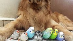 أنواع من الحيوانات الأليفة يجب أن تبعدهم عن وجهك..