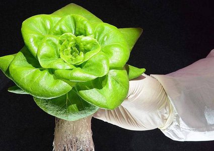 ما لا تعرفه عن الأطعمة المعدلة وراثيا.. الفوائد والمضار