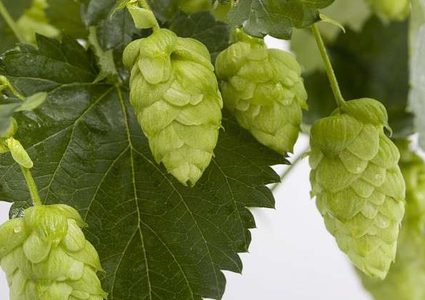 الجنجل أساس لمادة تقضي على خلايا سرطان الكبد والأمعاء