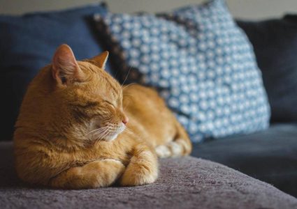 قط ينجو بعد قفزه في الغسالة ومكوثه "دورة كاملة"