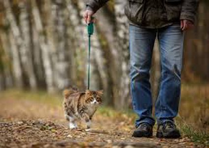 لماذا يجب عدم السماح للقطط المنزلية بالخروج