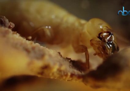 النمل الأبيض ومخاطره على حياة الانسان