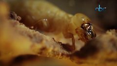 النمل الأبيض ومخاطره على حياة الانسان